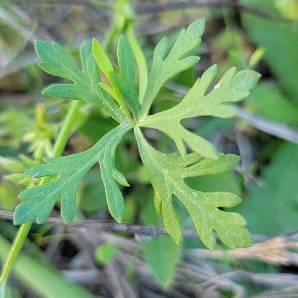 Callirhoe involucrata Leaf