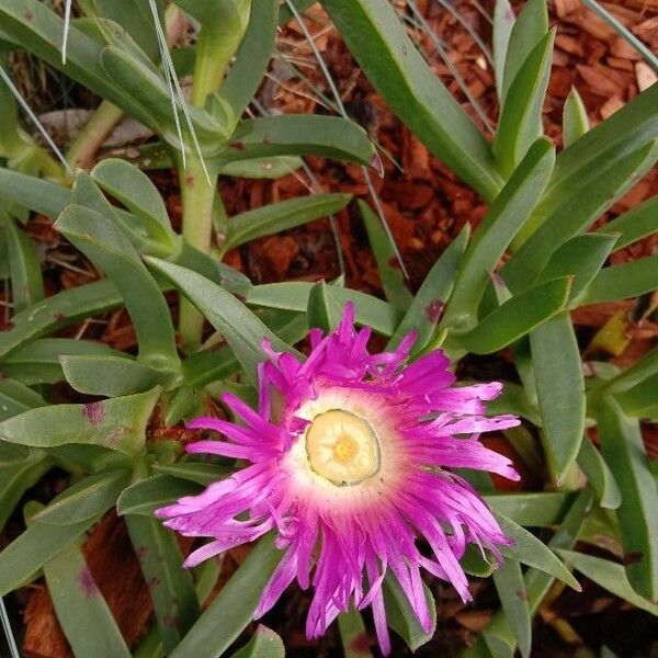 Carpobrotus glaucescens Flor