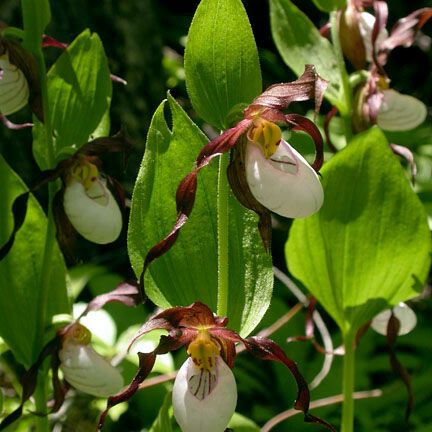 Cypripedium montanum Kwiat