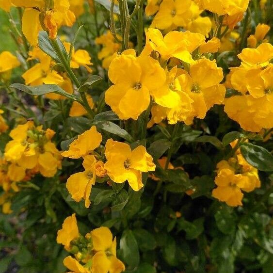 Erysimum × cheiri 花