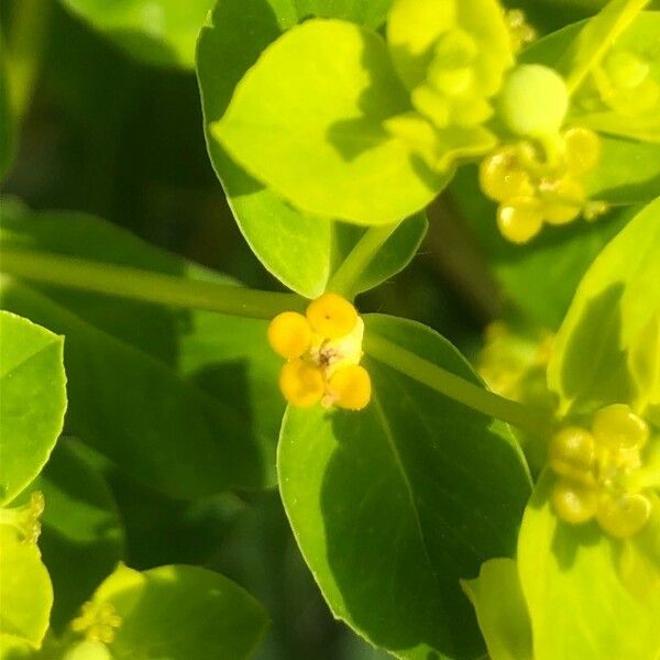 Euphorbia platyphyllos Žiedas