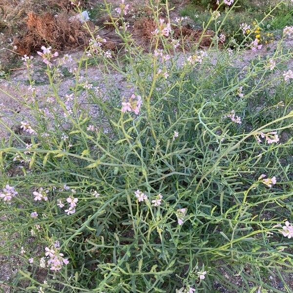 Cakile maritima Plante entière