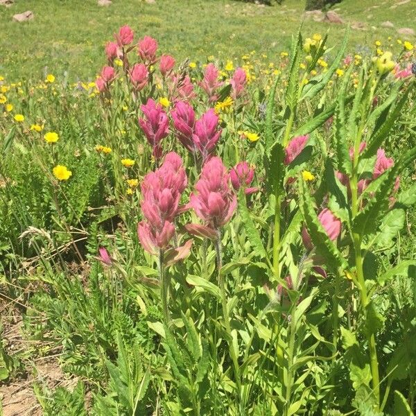 Castilleja parviflora 花