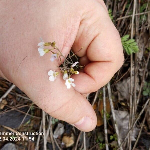 Arabidopsis arenosa Blomma