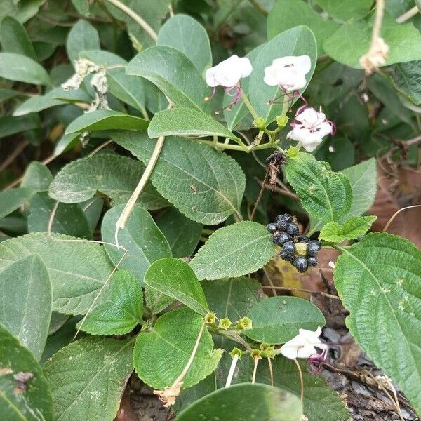 Volkameria inermis Flower