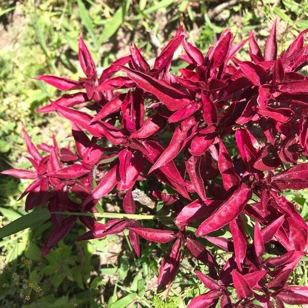 Alternanthera paronychioides Leaf