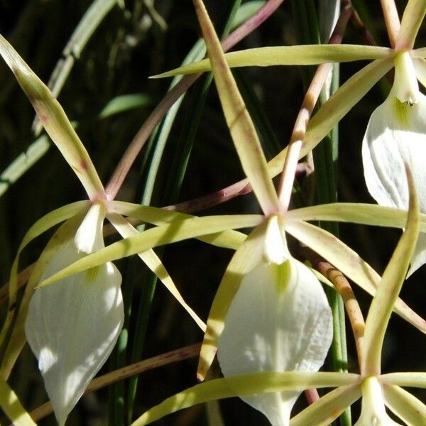 Brassavola perrinii फूल