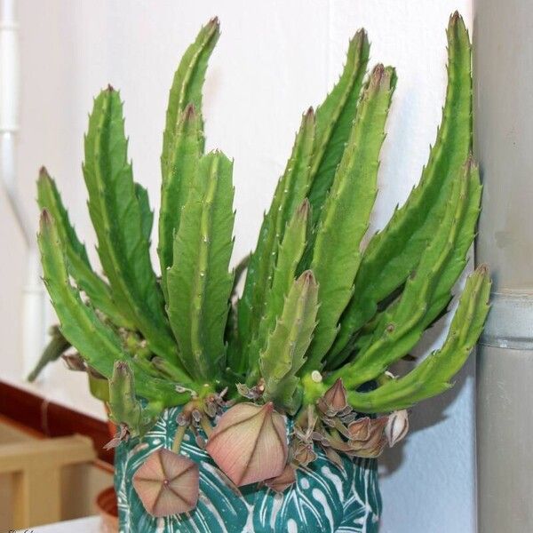 Stapelia gigantea Blad