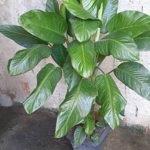 Dieffenbachia oerstedii List