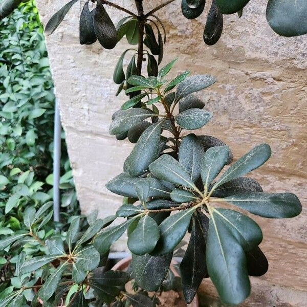 Pittosporum heterophyllum 葉