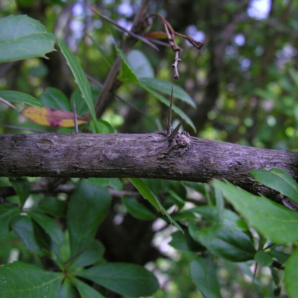 Berberis aristata Habit