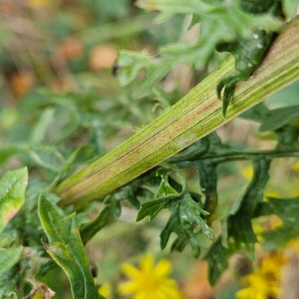 Jacobaea erucifolia Casca