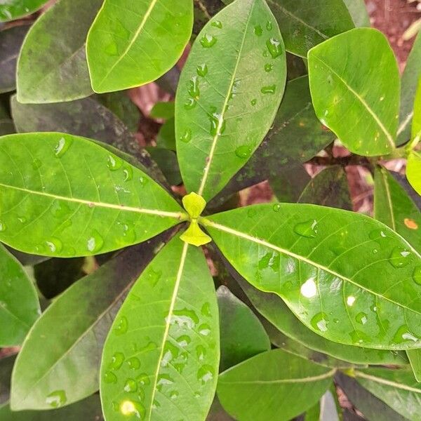 Gardenia taitensis Leaf