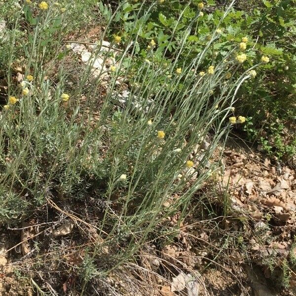 Helichrysum stoechas Лист