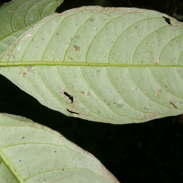 Aphelandra aurantiaca Folha