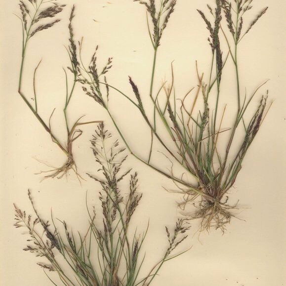 Eragrostis pilosa Облик