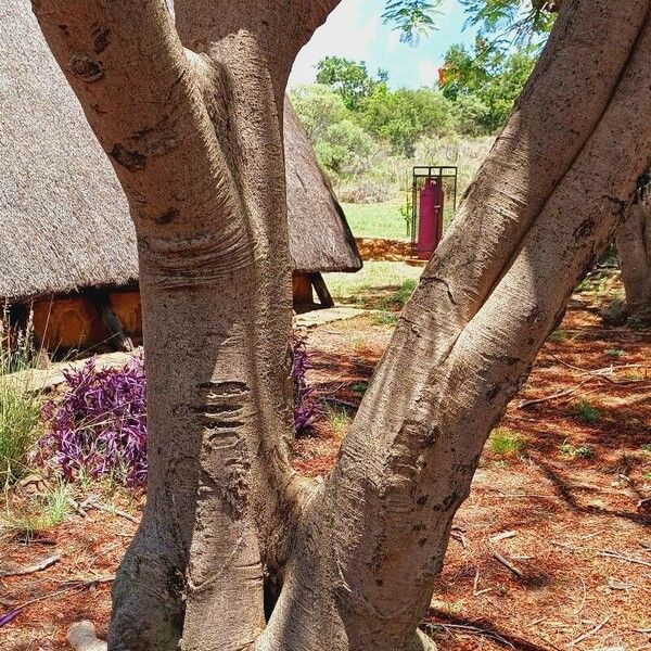 Delonix regia Casca