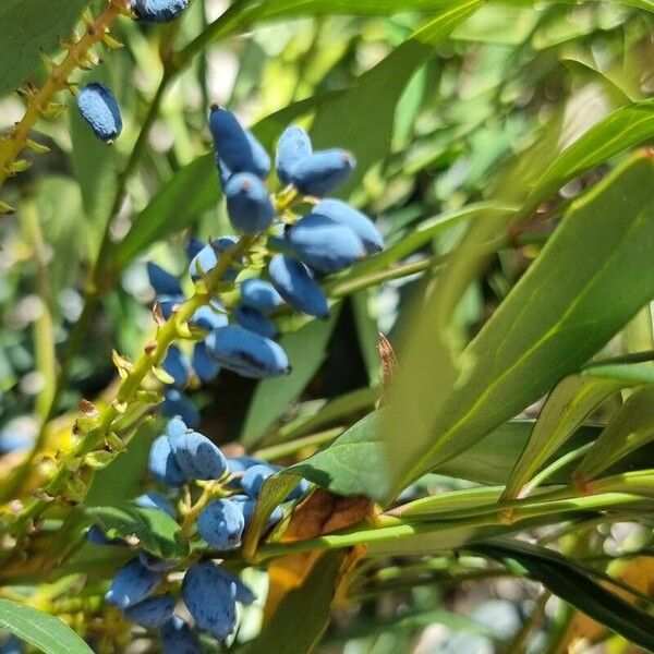 Berberis fortunei Fruit