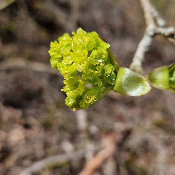 Acer platanoides Flor