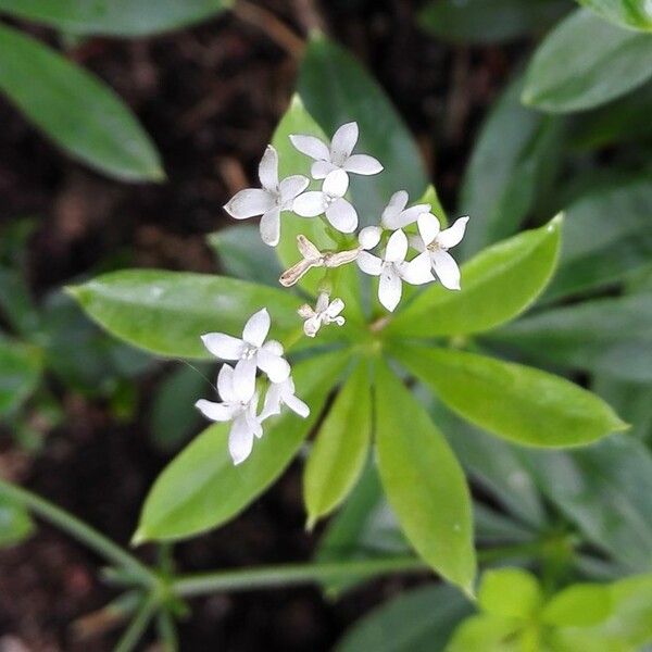 Galium odoratum ᱵᱟᱦᱟ