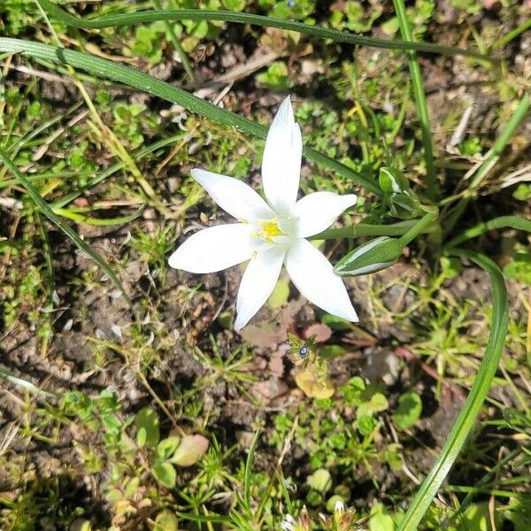 Ornithogalum divergens Flor