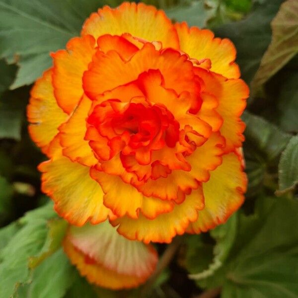 Begonia grandis Flower