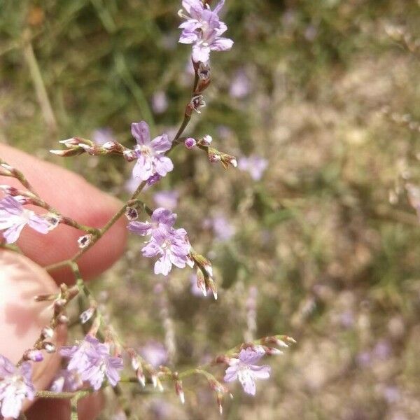 Limonium echioides Blomst