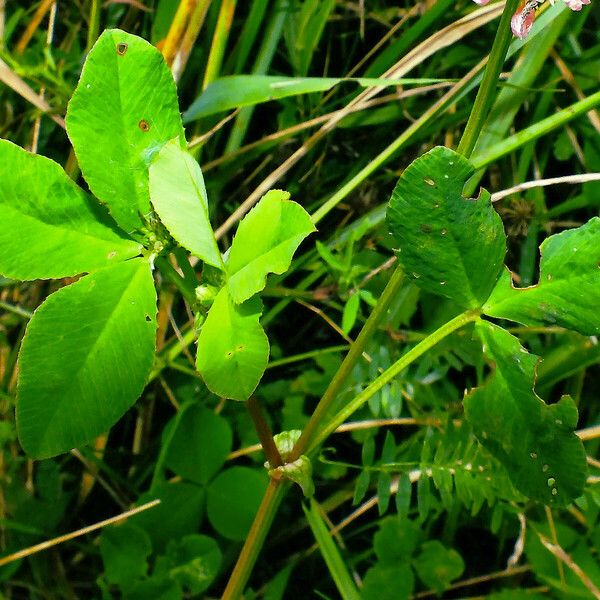 Trifolium hybridum List