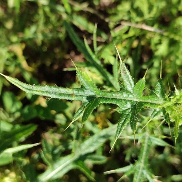 Cirsium ferox Leaf