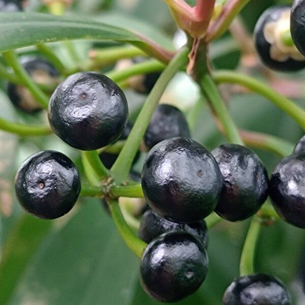 Ardisia humilis ഫലം