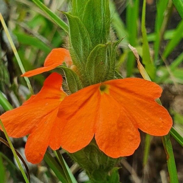 Crossandra massaica Kvet