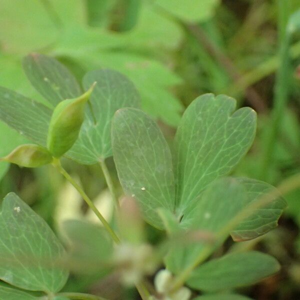 Isopyrum thalictroides Leaf