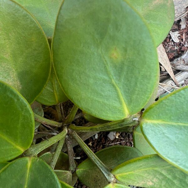 Phyllanthus conjugatus Lapas