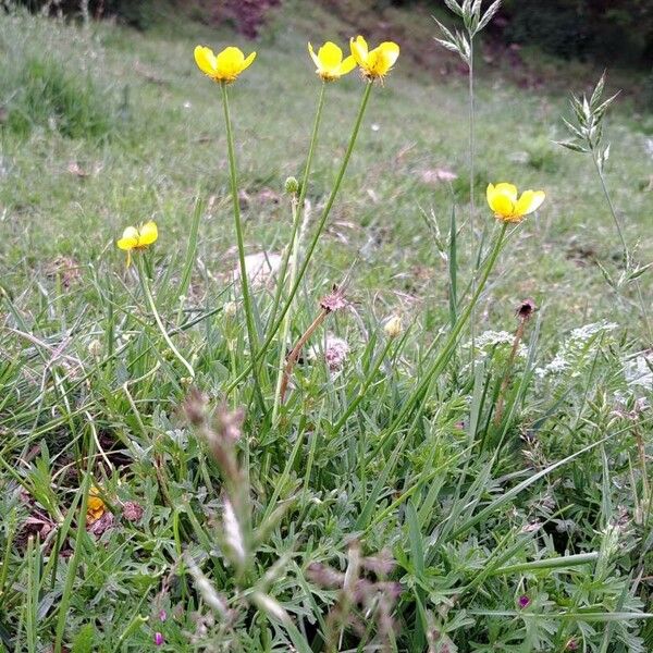 Ranunculus montanus 形態