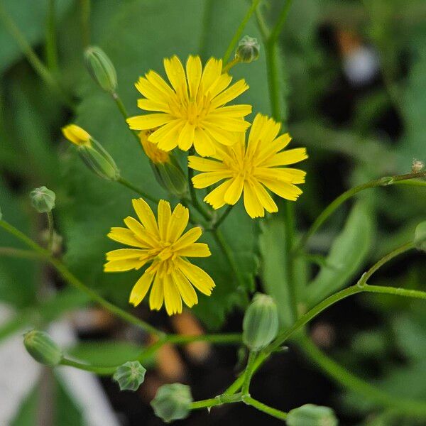 Lapsana communis Flor