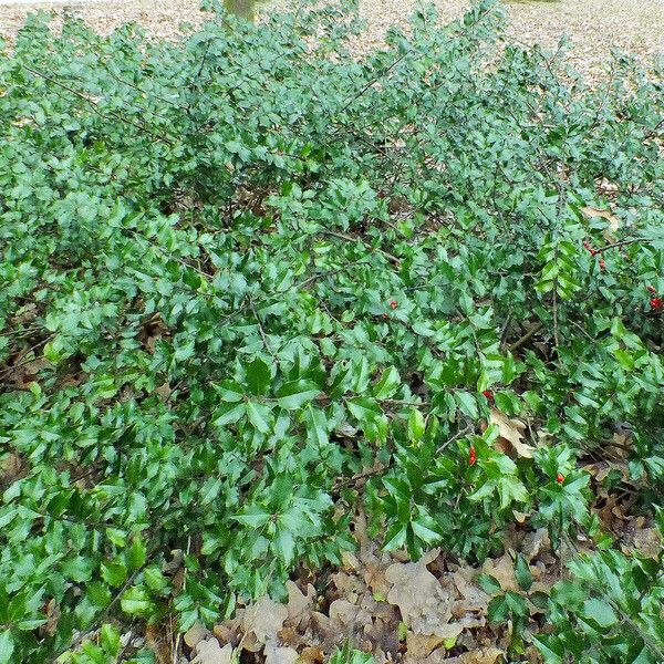 Ilex opaca Hábito