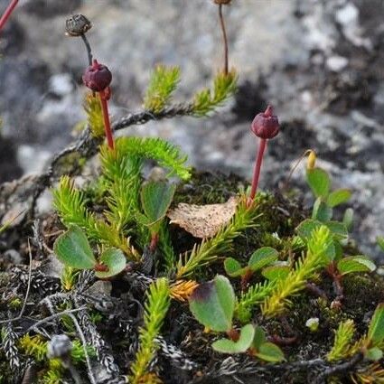 Cassiope hypnoides Habit