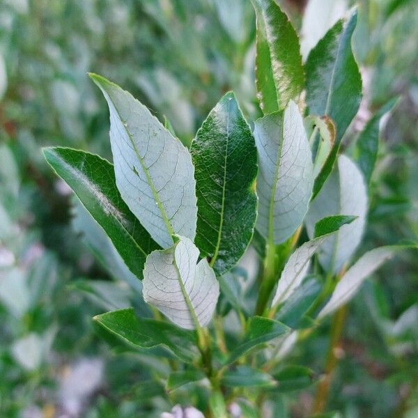 Salix glabra Fuelha