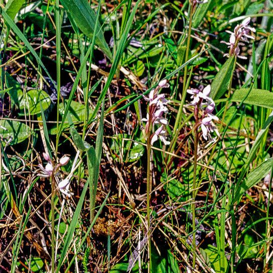 Galearis rotundifolia Bloem