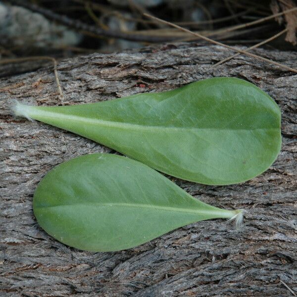 Scaevola taccada Blad