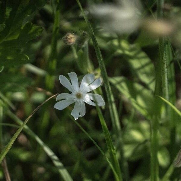 Silene secundiflora Fleur