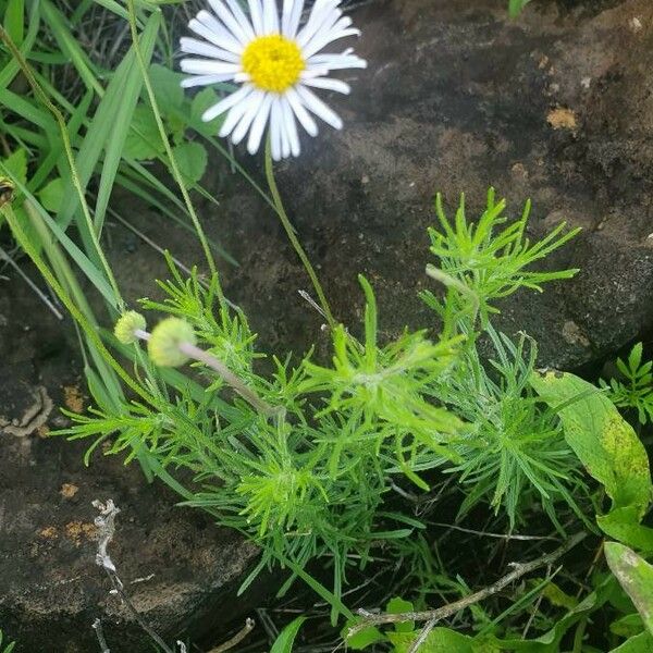 Felicia abyssinica Habit