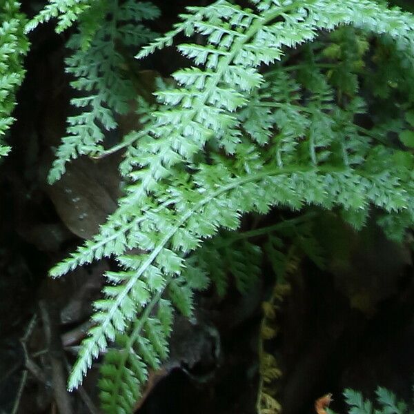 Asplenium exiguum Blad