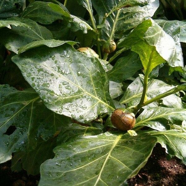 Solanum macrocarpon Folha