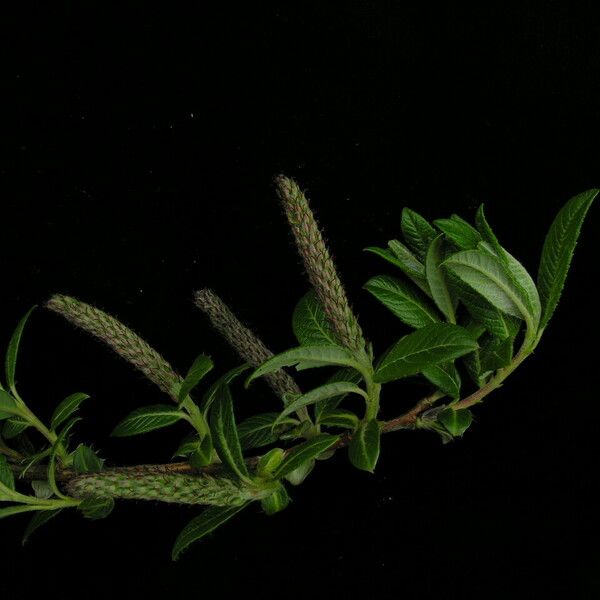Salix bhutanensis 形態