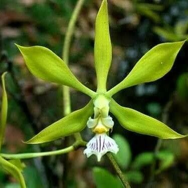 Encyclia tampensis Floare