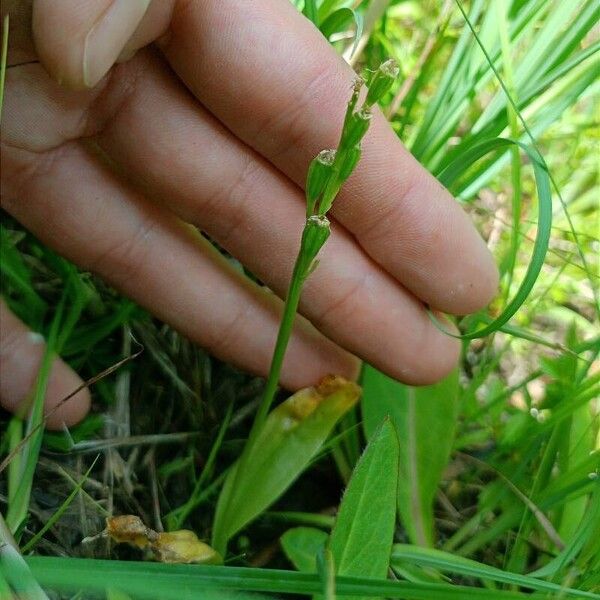 Liparis loeselii Flor