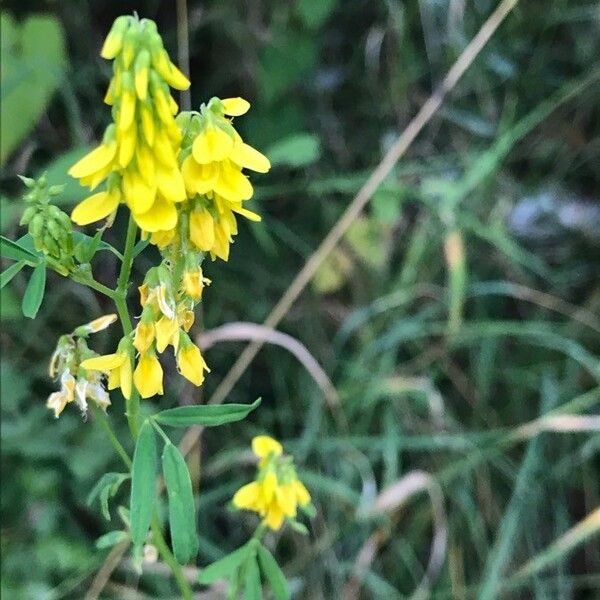 Melilotus officinalis Blomma