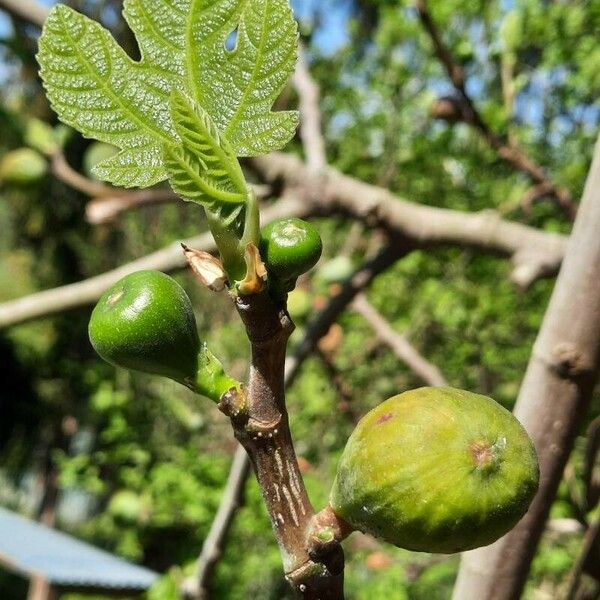 Ficus carica 果實