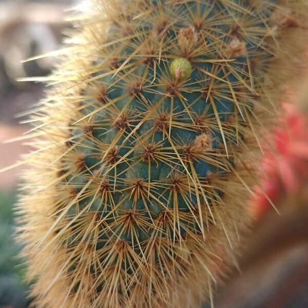 Cleistocactus winteri ഇല